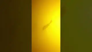 Dvariukai ,Underwater