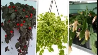 👉20 #plantas #pendentes - perfeitas para #ambientes de meia sombra (confira)#jardim#jadinagem
