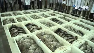 إفتتاح سوق السمك بطانطان