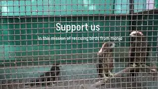 Bird rescue from nylon manja | Manja rescues in Hyderabad | AWCS Hyderabad