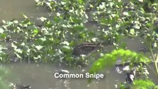 Birds of India - Waterbirds