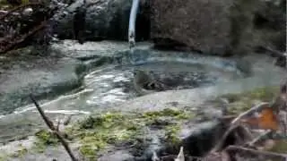 Goldcrest washing