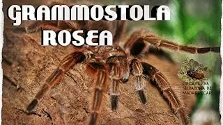 Grammostola Rosea ( Tarantula ) / Cucarachas silbadoras de Madagascar