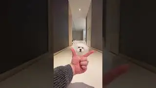 Dance To The Rhythm! #shortsvideo #ctp_video #petvideo #cuteanimal #cutepet #short #cutedog