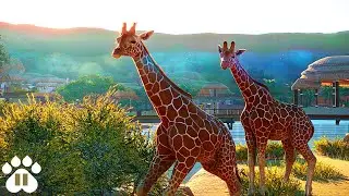 ПК, НУЖНЫЙ для игры в Planet Zoo (и моя конфигурация)
