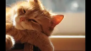 Cat Purring Sound | Cat Sound Effect | Cat Purring Noises | No Music