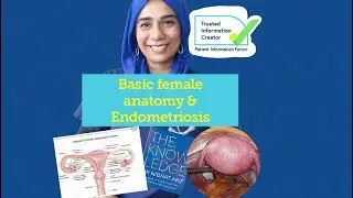 Basic female anatomy & endometriosis