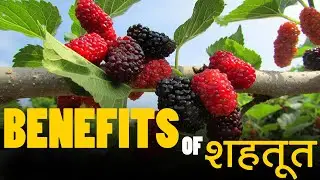 benefits of  शहतूत  | Pahadi Express