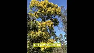 Native flora: Black wattle