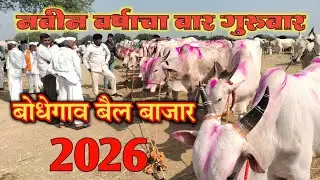 बोधेगाव बैल बाजार नवीन वर्षाचा वार गुरुवारचा 2026 मधला पहिला बैल बाजार. #बोधेगावबैलबाजार 