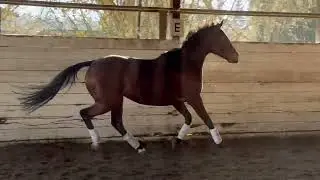 Celestial Music- 11 year old, 16 hand Thoroughbred mare