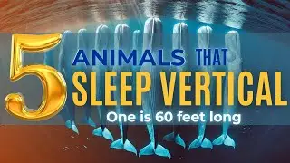 60 Minutes Inspired: 5 Animals That Sleep Vertically
