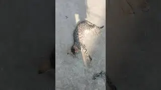 fell for you #shorts #shortvideo #shortsfeed #prettycat #cat #fellforyou #billi #cutepet #trending
