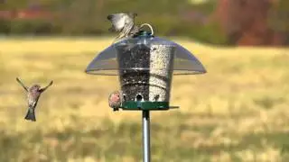 K-Feeders Carousel Wild Bird Feeder (mounted)