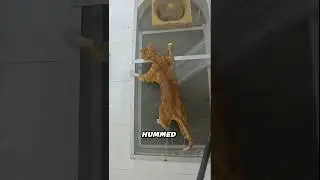 Этот кот &mdash; король драмы во время купания #Wholesome #FunnyCat #DramaKing #BathTimeCat #CuteCat #C...