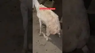 Ruptured gastrocnemius muscle| tang ka patha tot gia|#veterinary #surgeon #edm #cow #doximity #vet