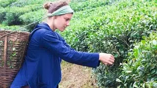 Ilam Tea Gardens in Eastern Nepal