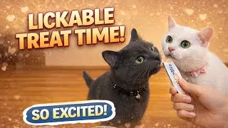 Three Cats Sharing One Churu Treat 🐾🐱 