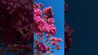 Pink Trumpet Tree in Brazil