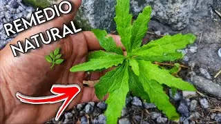 🛑 Pouca Gente Sabe: 3 Folhas Usadas para ARTRITE, ARTROSE, REUMATISMO, DOR no JOELHO e M&Aacute; DIGEST&Atilde;O
