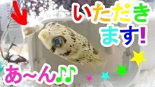 ハリセンボンのスノウちゃん♪エサいただきます！　アサリ爆食　フグ　pufferfish　आध्मादतक मछली　પફરફિશ　ikan buntal　ปลาปักเป้า　c&aacute; n&oacute;c　Фу́гу