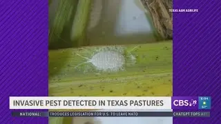 Texas issues urgent alert as a newly detected pest spreads across more than 20 counties