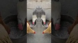 #Duck#🐓#funny  Hens#Pearl Hen#Rooster #roosterdance  #youtubeshorts#beautiful funny chickendance#hen