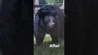Rescued moon bear Gillian before and after