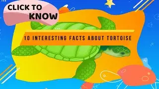 10 interesting facts about tortoise/facts about turtles
