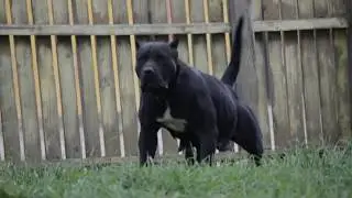 Black presa canario female Bruja de CarpatCan