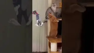 Dog bites cat balls oh no oh no oh no no no no no meme #dog #cat #ball #tomandjerry #gingercatclub