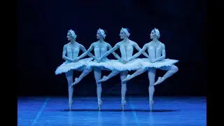 Swan Lake | The Cygnets