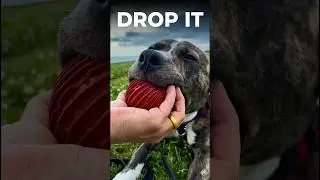 How to Teach Your Dog &ldquo;Drop It&rdquo;