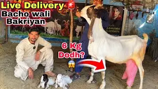 Soda ❤️ Muneer Goat Farm Top Quality Bacho wali & Gulabi Bakriyan Le Aya 😍 | Sasti Bakra Mandi 