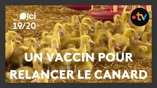 Grippe aviaire : la vaccination pour sauver la filière canard