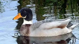 Dreamy ducks drifting
