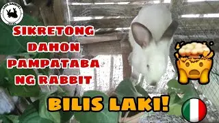 SIKRETONG DAHON PAMPATABA NG RABBIT | How to make rabbit GROW fast | Rabbit farming Philippines