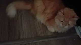 The cat doesn’t enter the kitchen because she made a mess there and acknowledges it  We send the cat