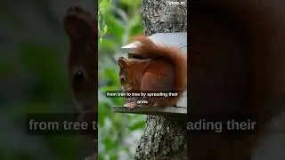 Strange squirrel facts