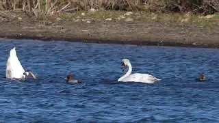North American Canvasbacks, Mallards and a Redhead feed with Trumpeter Swans