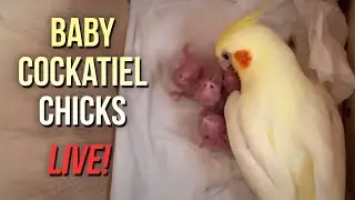 Inside the Nest Box (Baby Birds Live!) 🐣