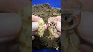 中國大鍬形蟲（江寧WF4）Dorcus hopei hopei