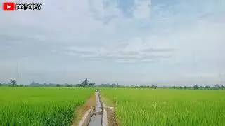 rain wets rice fields in remote villages,heavy rain lightning