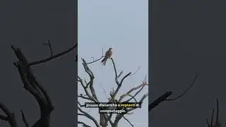 ✳️🌿🦅 PILLOLE DI BUONA FRUIZIONE DELLE NOSTRE AREE PROTETTE 🦅🌿✳️