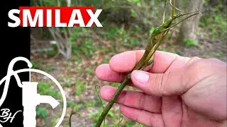 Survival Food - SMILAX