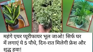 #405#Best Air purifier houseplant /indoor plants for clean Air and oxygen 