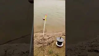 Fishing 🎣 in Pakistan 🐠 fishing#fishing #tarlifish #tarlifish #catchbigfish #fish