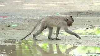 The monkeys drink water