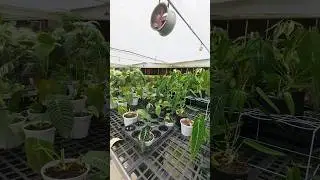 #tropicalplants #aroids #aroidlover #staghornfern