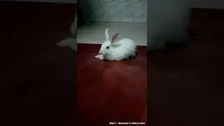 The Ultimate Guide to Caring for Your Cute Pet Rabbit